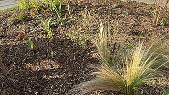 neu bepflanztes Beet links vor St. Barbara