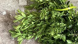 zusammengebundene Buchsbaumzweige