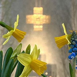 Ein leuchtendes Kreuz im Hintergrund, Narzissen im Vordergrund