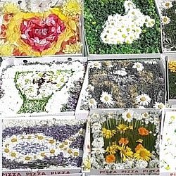 Blumenschmuck im Pizzakarton, Collage