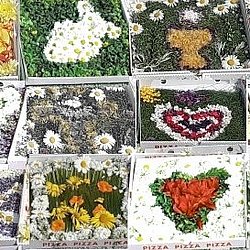 Blumenschmuck im Pizzakarton, Collage