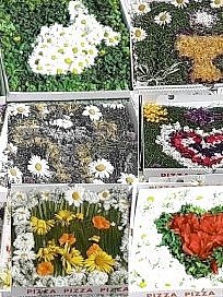 Blumenschmuck im Pizzakarton, Collage