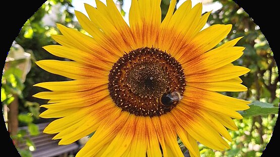 Sonnenblume mit Hummel