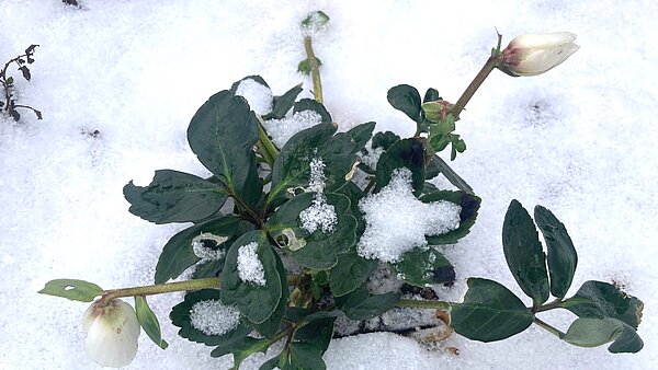 Christrose im Schnee