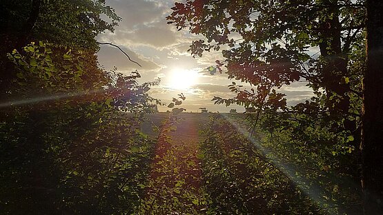 Sonnenstrahlen fallen durch farbigen Blätterwerk